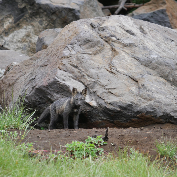 ODFW wildlife interns document Sierra Nevada red fox near Crater Lake